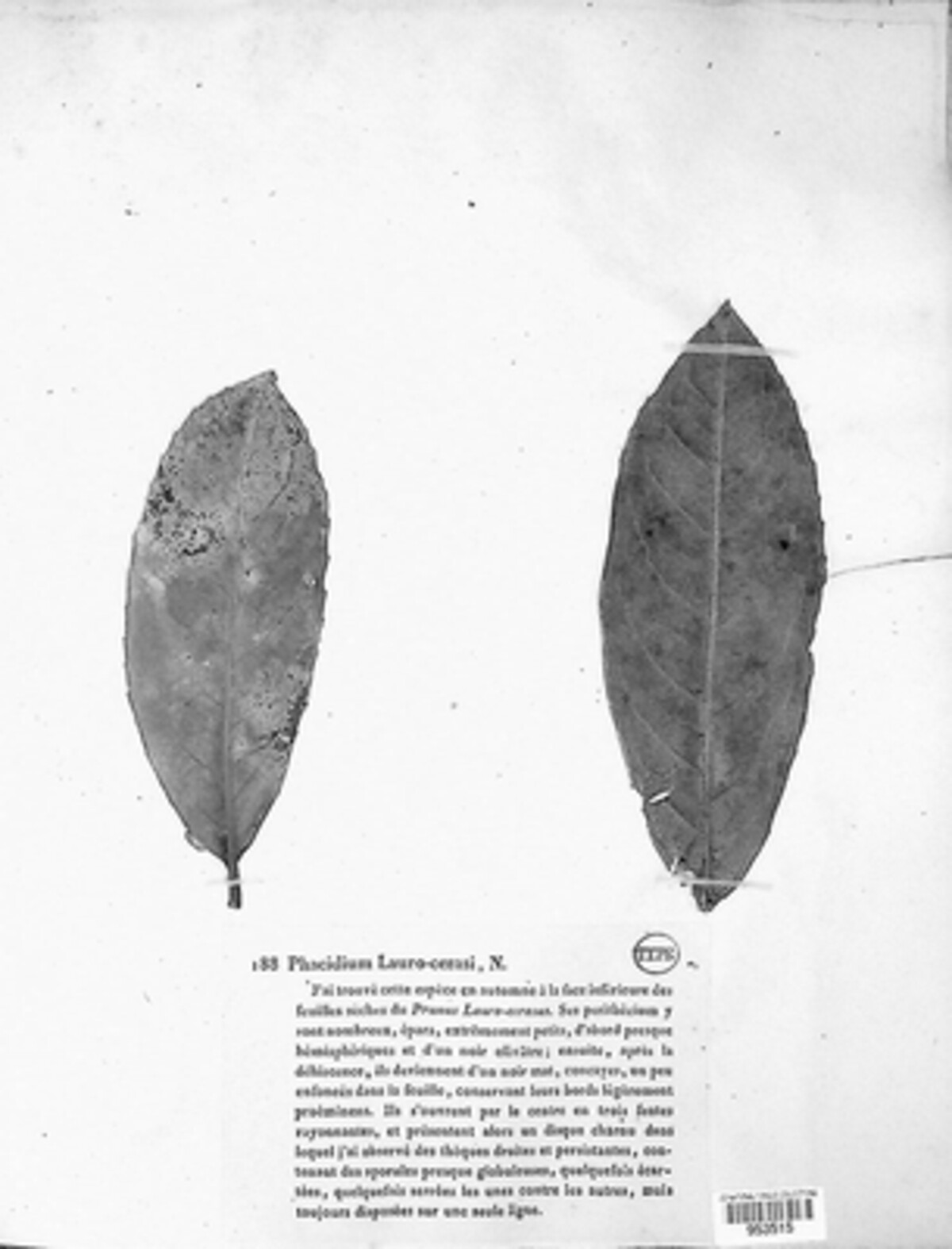 Trochila laurocerasi image